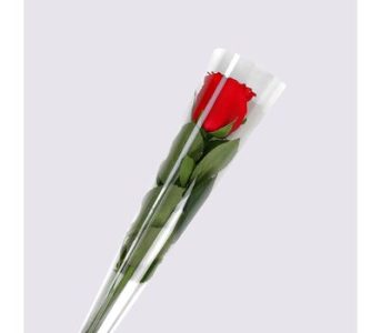 single stem